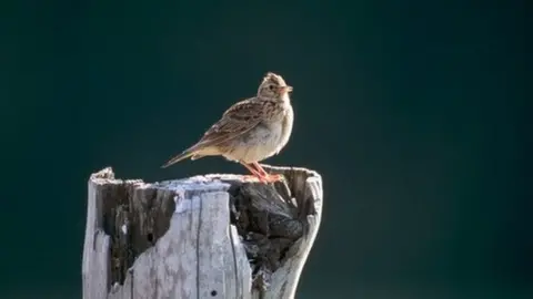 RSPB Skylark