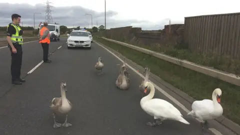 Scottish SPCA Swans