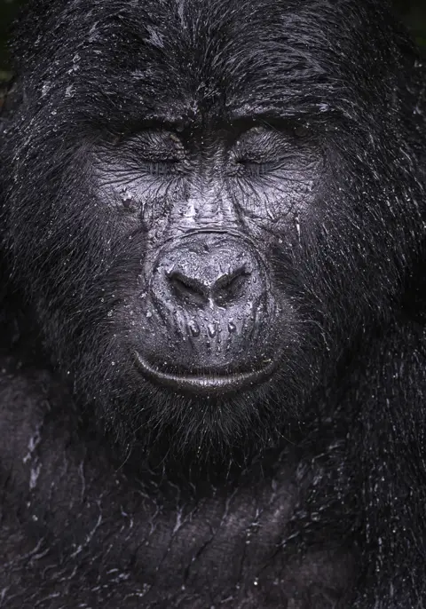 Majed Ali/WPY Gorilla