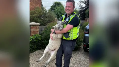 Herts Police Police officer with a sheep