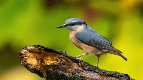 Jon Kelf Nuthatch on a branch