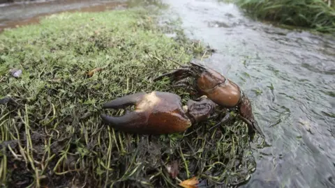 Getty Images Crayfish