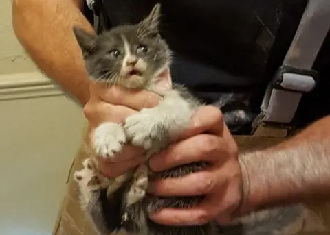 Herts Fire and Rescue Kitten after rescue