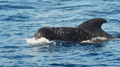 Short-finned pilot whale