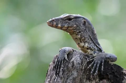 Lucas Oh Hao Xiang A Malayan water monitor rests on a tree stump in Singapore