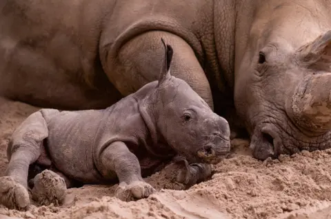 Blair Drummond Safari Park new baby southern white rhino