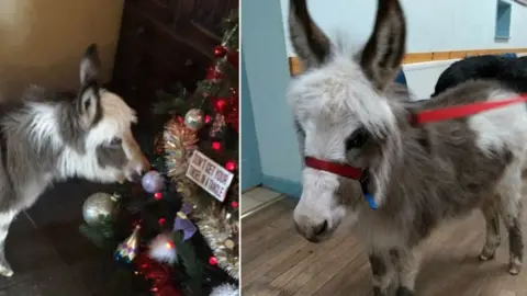 Alison Wiseman Bond the donkey