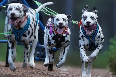 Andrew Milligan/PA Media Sled dog rally
