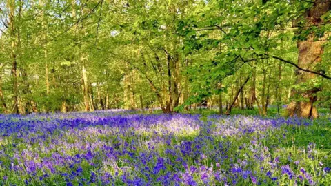 The image shows a field of bluebells with trees also visible in the foreground.