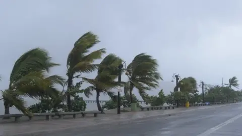 EPA trees being blown on the sea front in Dominican Republic