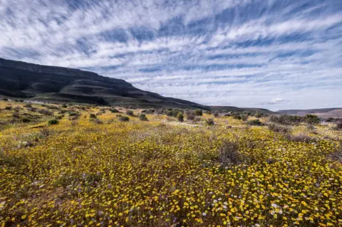 Spectacular Super Bloom Transforms South African Desert