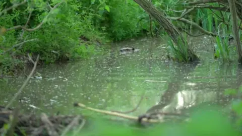 Beaver in water