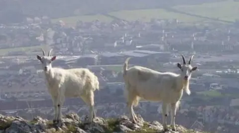 goats with Llandudno in the background