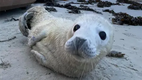 BDMLR Channel Islands Rescued seal pup