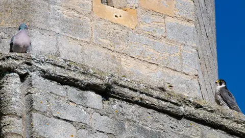 Adrian Blumfield/Hawk & Owl Trust Pigeon and peregrine falcon on tower at Ely Cathedral