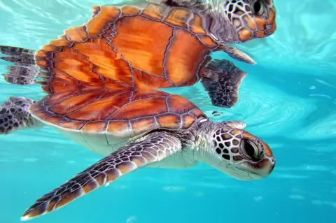 The Brando Sea Turtle