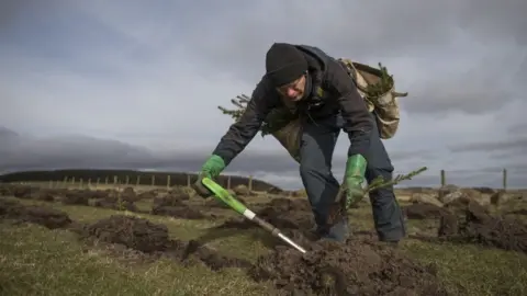Getty Images tree planting