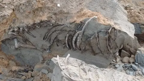 Manx National Heritage Deer remains