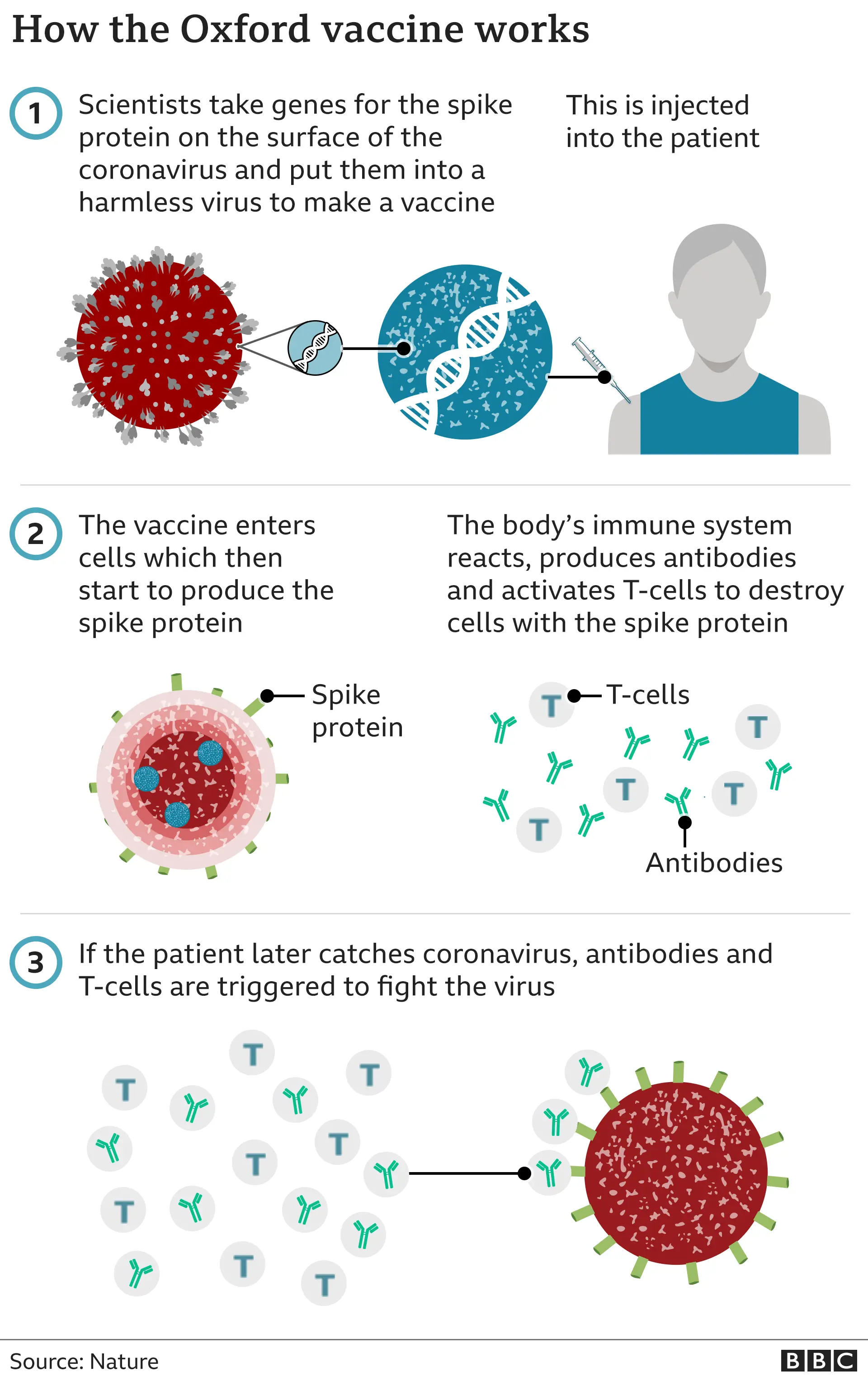 Graphic: How does the Oxford vaccine work