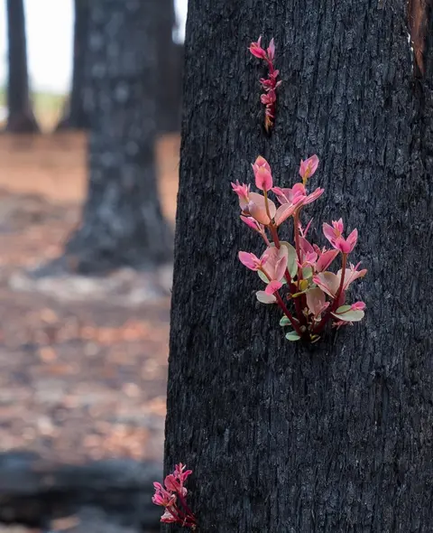 Murray Lowe Some plant species have evolved to re-sprout very quickly after fire