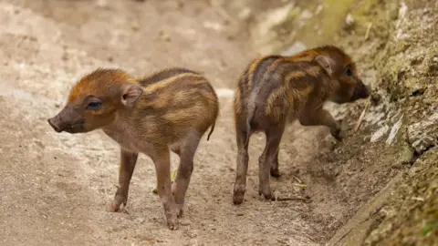 Newquay Zoo The newborn warty piglets