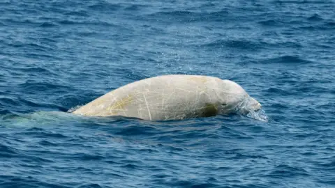 CHRISTOPHER SWANN/SCIENCE PHOTO LIBRARY Cuvier's beaked whale (c) SPL