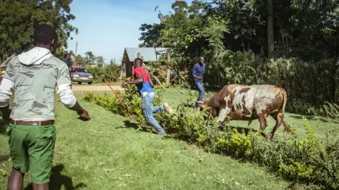 Duncan Moore Bull chasing people in western Kenya