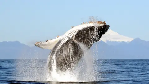 R.Hucke-Gaete humpback