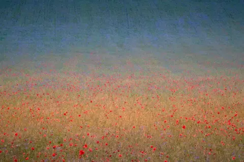 Gianluca Gianferrari A field of poppies and cornflowers in Castelluccio di Norcia, Umbria, Italy