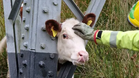 Cheshire Fire Service Trapped calf in Bollington