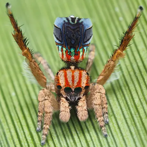 Joseph Schubert Maratus azureus