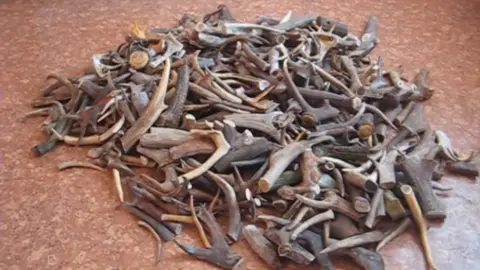 Belarusian Customs Committee Haul of deer antlers seized by Belarusian customs July 2018