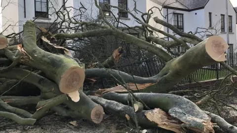 A tree fell in County Londonderry during Storm Franklin