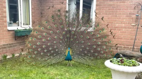 Gemma Elizabeth Read Peacock in Dereham