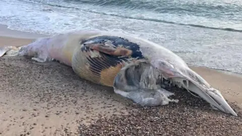 The body of a deceased whale is on sand and shingle on a beach. The sea can be seen lapping at the shore behind the whale.