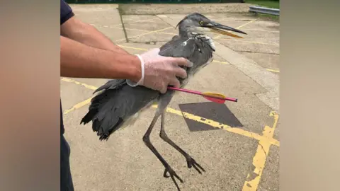 RSPCA Heron at RSPCA centre with arrow through body