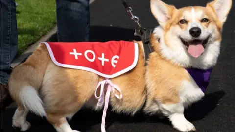 Rodney the corgi