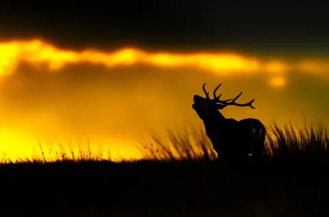 Peter Quinn Deer on the moor