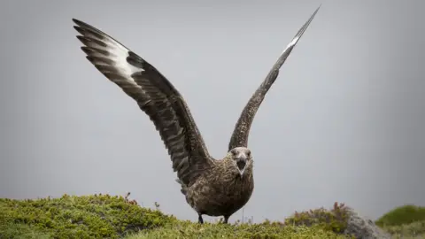 Getty Images Great Skuas steal other birds' food and can prey on smaller creatures like puffins
