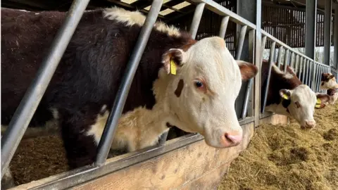 BBC Pedigree Hereford cows at Maggie Kelly's farm