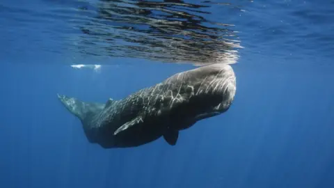 Getty Images Sperm whale