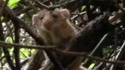 Hampshire Constabulary Hazel dormouse at Swanwick