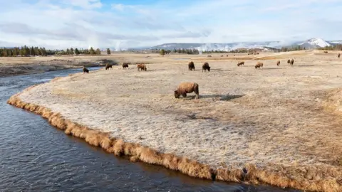 NPS Buffalo along the Firehole River