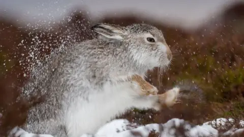 @TesniWardPhotography A Peak District mountain hare