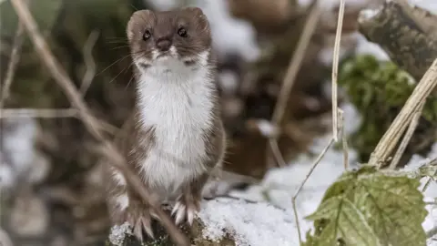 Carol Gadd A dark brown weasel with a white chest stands on a low tree bough covered in snow looking out past the camera