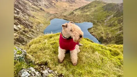 Bertie the Lakeland terrier on a hillside with a lake in the background