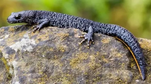 BBC The great crested newt is found throughout Europe. It is a protected species in the United Kingdom.