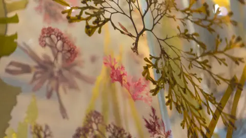 Trustees of the NHM Seaweed