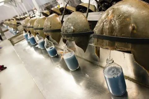 Getty Images Horseshoe crabs are lined up being bled