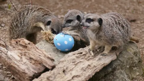 PA Media Meerkats peer into a cardboard Easter egg